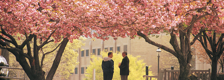 Faculty members talking under a canopy of pink trees.