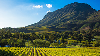 South Africa Vineyards and cliffside, Stellenbosch, South Africa
